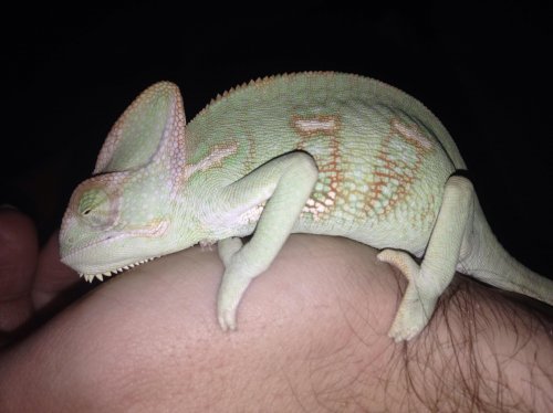 wrex growing.jpg