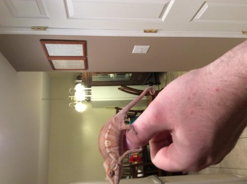 image.jpg