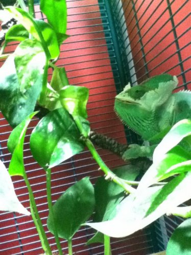 iggy belated swallowing.jpg iggy belated swallowing.jpg