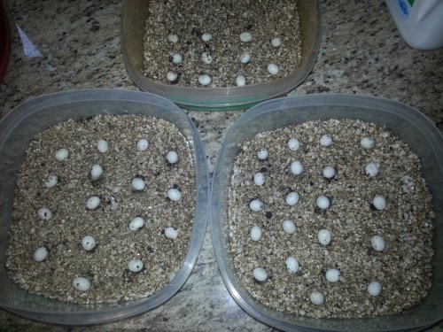 Camilla's Eggs Aug 1.jpg