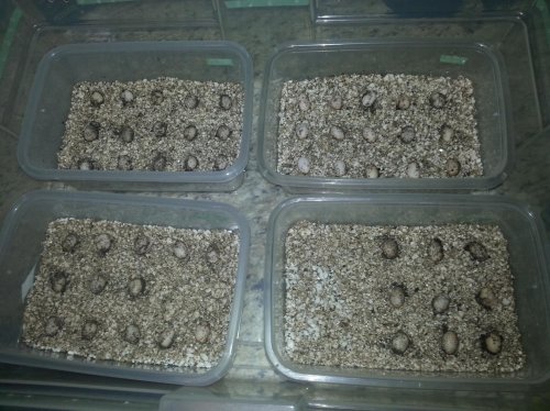 Bonnie's Egg Sept 1.jpg