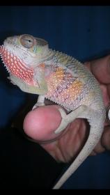 Heroic Chameleons.jpg