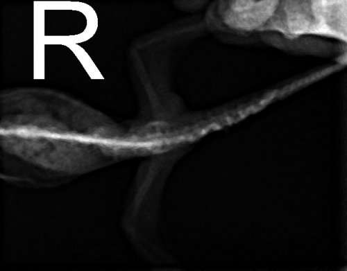 1.2.840.114257.1.999.351.1.3.20150120110348 (1).jpg