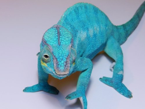 DSCN2312 (500x375).jpg