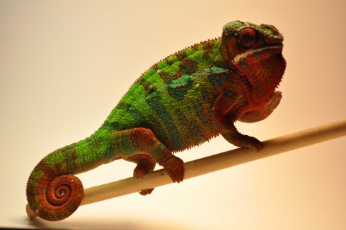 DSC_8965.jpg