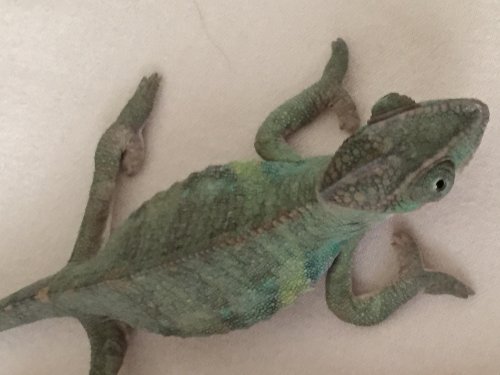 2015-02-15 105650-801317.jpg