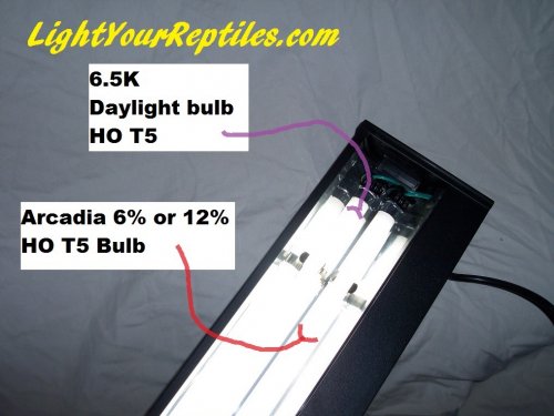022 double lit 6.5 arcdaia b.jpg