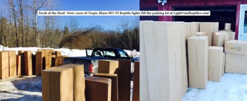 lights fresh off the boat.jpg