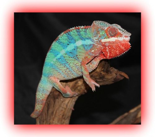 Panther chameleon Megatron2.jpg