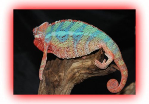 Panther chameleon Megatron1.jpg