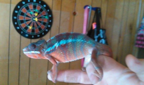 chameleon 2.jpg