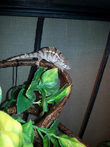 newton first shed.jpg