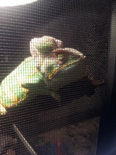 Chameleon front.jpg