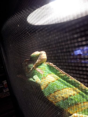 Chameleon head bk.jpg
