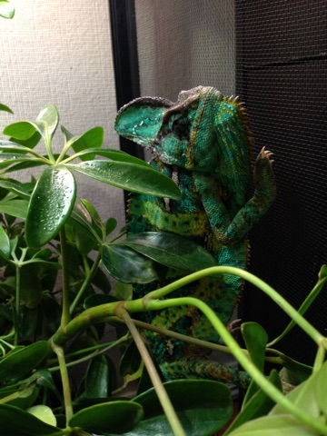 Blending In.png