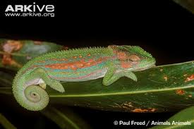 cape dwarf cham1.jpg