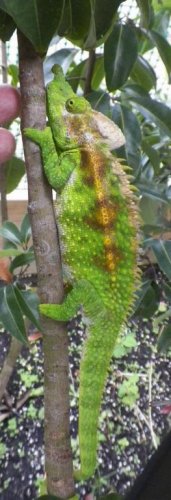 Antimena at rest.jpg