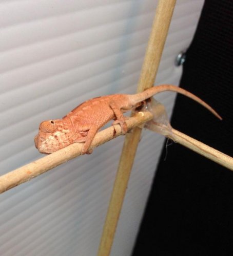 Giz baby F.jpg