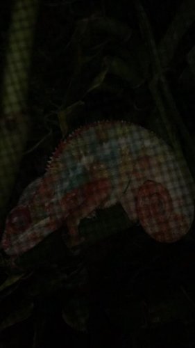 image.jpg