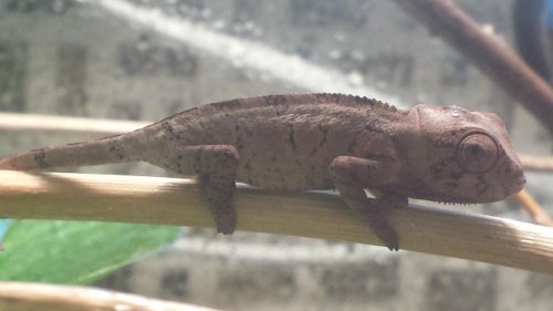 cham3.jpg