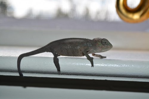 DSC_0116.jpg