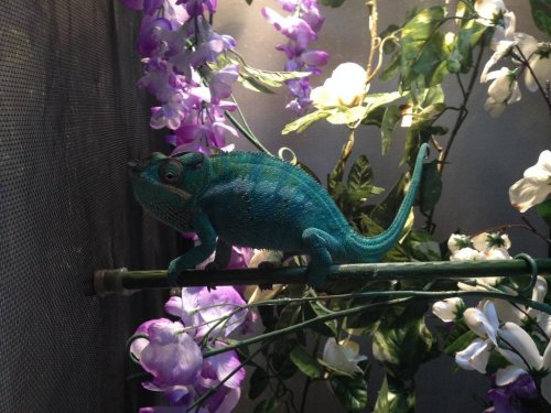 Chameleon.jpg