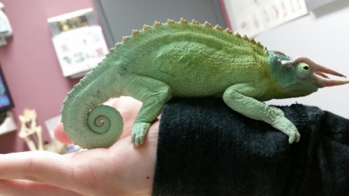 Tricky first vet visit (April 21st).jpg