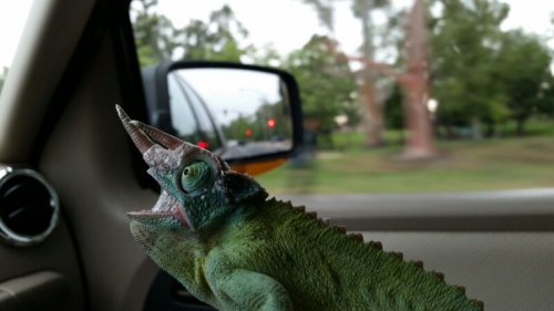 Tricky ride home from vet (April 21st).jpg
