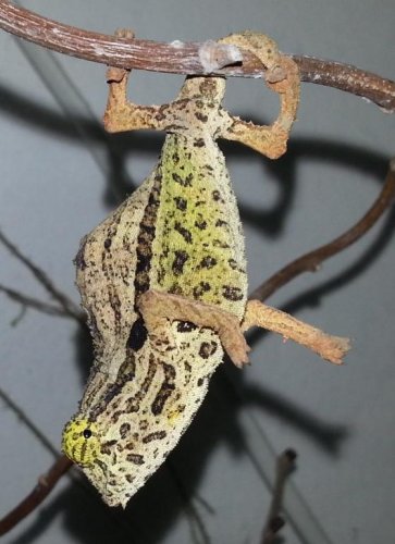 Rieppeleon brevicaudatus.jpg