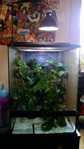 New Cage.jpg