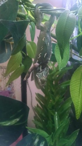 Hanging.jpg