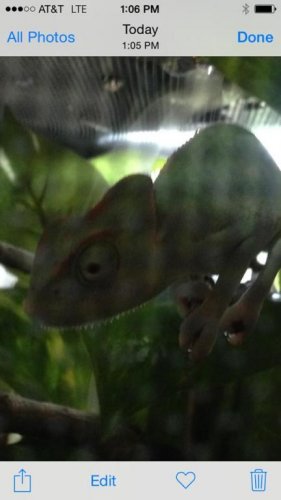 Groot chilling in his new home.jpg