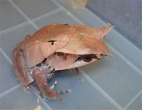 Malaysian leaf frog.jpg