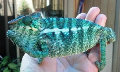 IMG_20141229_114943_116 nosy faly teal.jpg