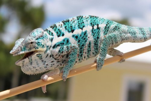 Chameleon pics 003.jpg Chameleon pics 003.jpg
