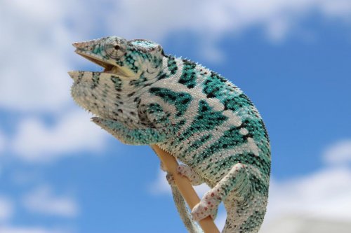 Chameleon pics 005.jpg Chameleon pics 005.jpg