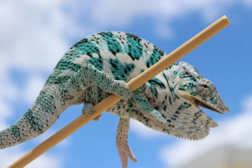 Chameleon pics 006.jpg Chameleon pics 006.jpg