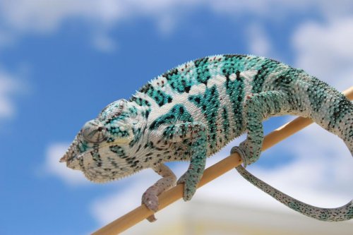 Chameleon pics 007.jpg Chameleon pics 007.jpg