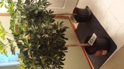 20150613_201504.jpg