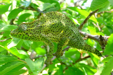 Chameleon Deremensis 3.JPG