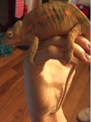 Screen Shot 2015-06-15 at 4.27.25 PM.png