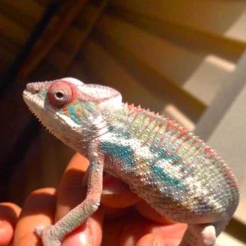Spike09_4 mos.jpg