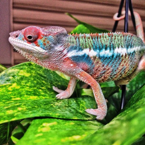 Spike13_4 mos.jpg