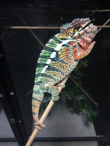 cham 5 month 168.jpg