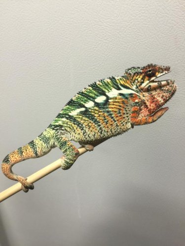 cham 5 month 164.jpg