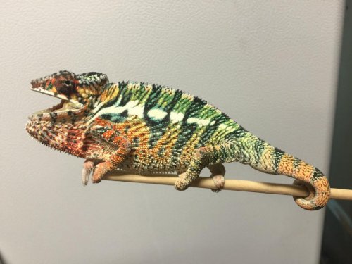 cham 5 month 166.jpg