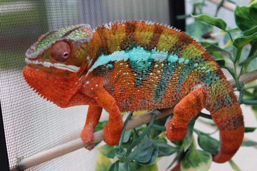 Chameleon pics 020.jpg