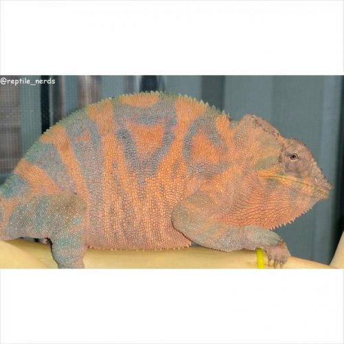 Dame - Little Girl.jpg