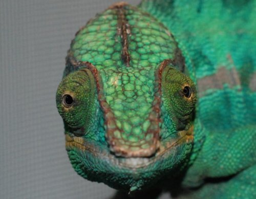 both_eyes.jpg