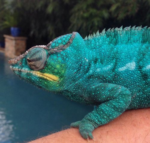 Ego Face Close Up.jpg